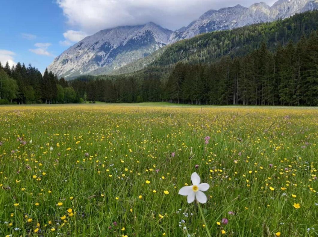 Appartementhaus Theresia Bad Mitterndorf Dış mekan fotoğraf